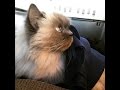 14歳で家を失った老猫。 保護施設を訪れた女性に、 「迎えに来てくれたの？」と 一直線に近づいて来て… 【nekoの部屋】