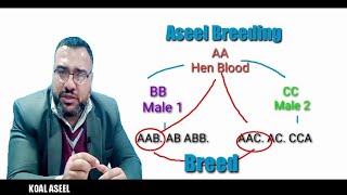 Aseel Breeding Information | How to make Pure Blood in Breeding | Asil Info by Koal Aseel