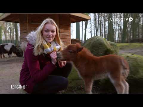 Video: Minipferde Glänzen Als Therapietiere