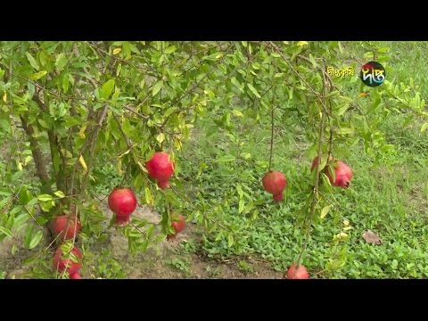 ভিডিও: ডালিম গলাশ কীভাবে তৈরি করবেন