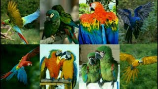 Jenis Burung Macaw dan harganya 2019