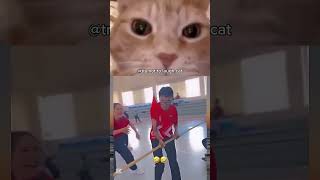 Try Not To Laugh Cat 182 #catvideos #cats #cat #of #catsofinstagram...