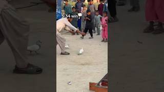 Winner low flying pigeon kabutar