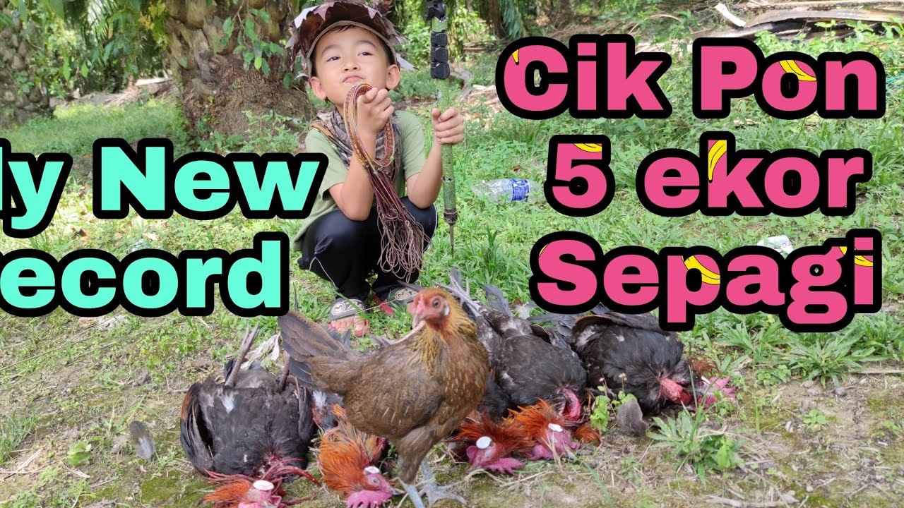 Ayam Hutan Pikat Betina 222