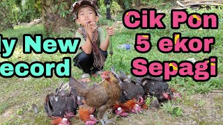 Ayam Hutan Pikat Betina 222