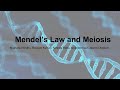 Chapter 1 - Question on Mendel’s Laws and Meiosis