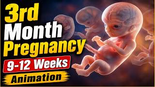 3rd Month Pregnancy: What Happens to Your Baby🤰👶 | Weeks 9–12