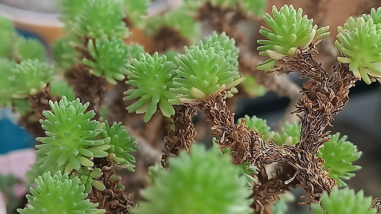 KIŞ AYINDA HORTUMLA SUKULENT SULANIR MI 🤣