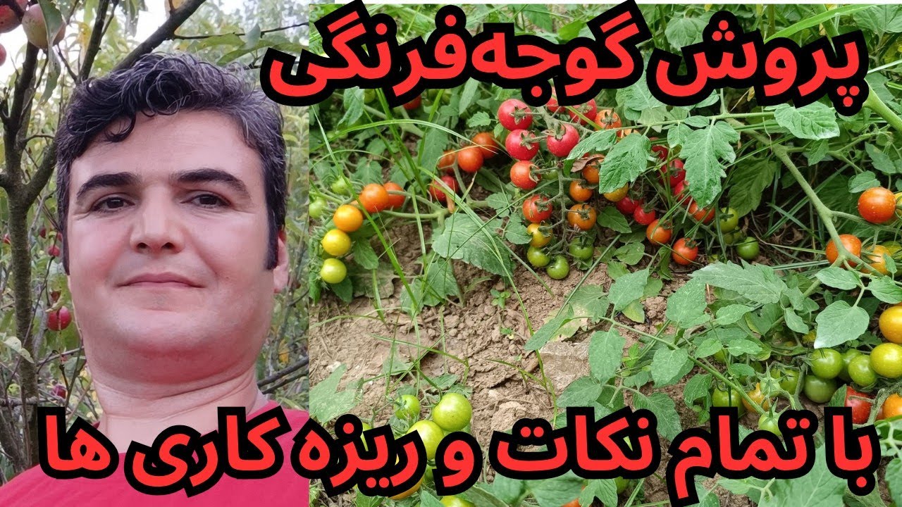 نحوه کاشتن گوجه‌فرنگی از  گوجه های خریده شده همراه تمام مراحل نگهداری و سمپاشی تا برداشت محصول
