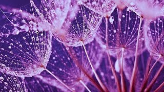 Scientifically name dandelion @SANYYOLEH  @SANYYOLEH1