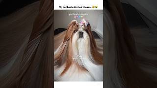 When ur dog has better hair than you 😂 #dog #hairs #shorts #1mviewers #pet @Mafiaqueen_Shadox