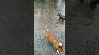 Staffordshire Bull Terriers Making A Splash..