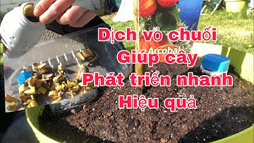 CÁCH Ủ VỎ CHUỐI LÀM PHÂN BÓN CHO CÂY HỒNG VÀ CÂY CHANH ĐÀO|HoangDung Paris|Cuộc Sống Pháp
