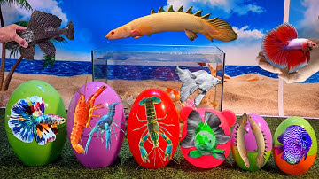 Tổng hợp video cá cảnh đẹp, động vật dễ thương, tôm đủ màu, cá lau kiếng, cá vàng, cá lia thia