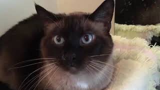 Angry Cat Compilation Of 2O2O