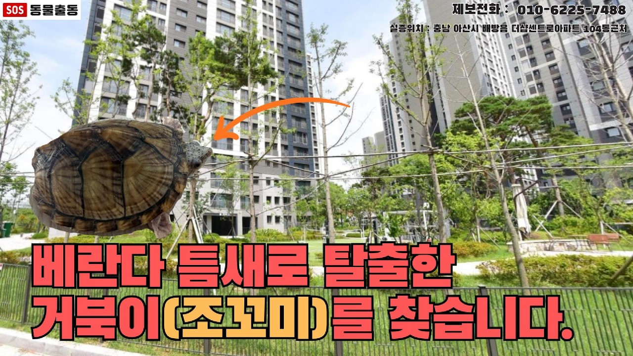 [거북이탐정] 충북 아산시에서 잃어버린 거북이 조꼬미를 찾습니다. (아산시 실종동물 방송)