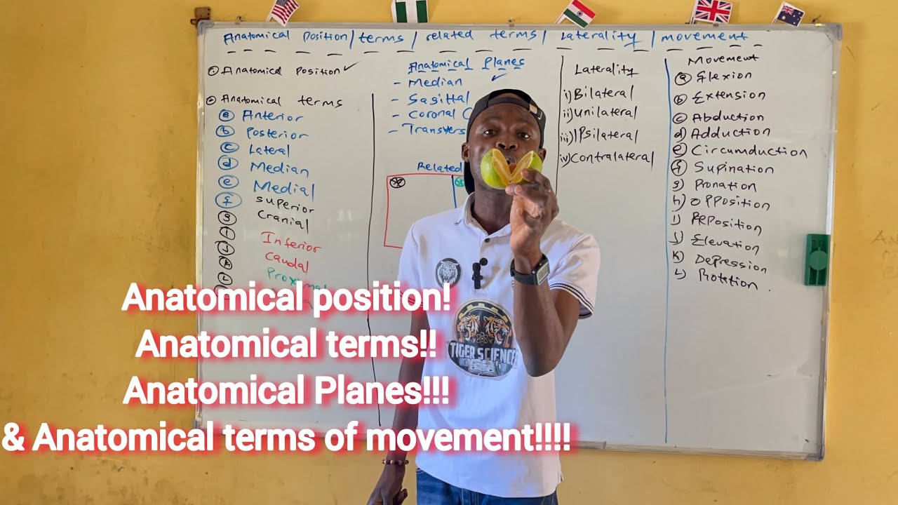 Anatomical Position, Terms, Planes, & Terms of Movement.