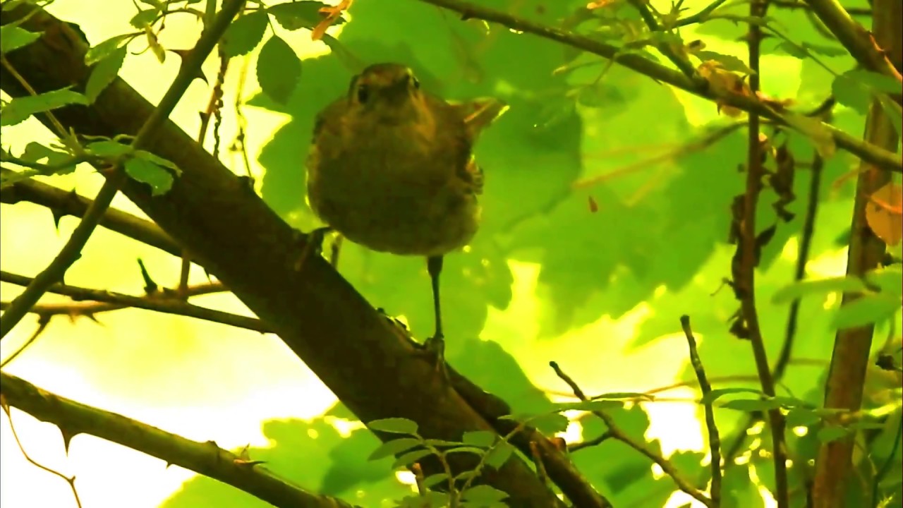 Seen at the Fells » Grey catbird 🐦
