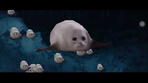 The Bouncing Seals Vs The Pop Cats!