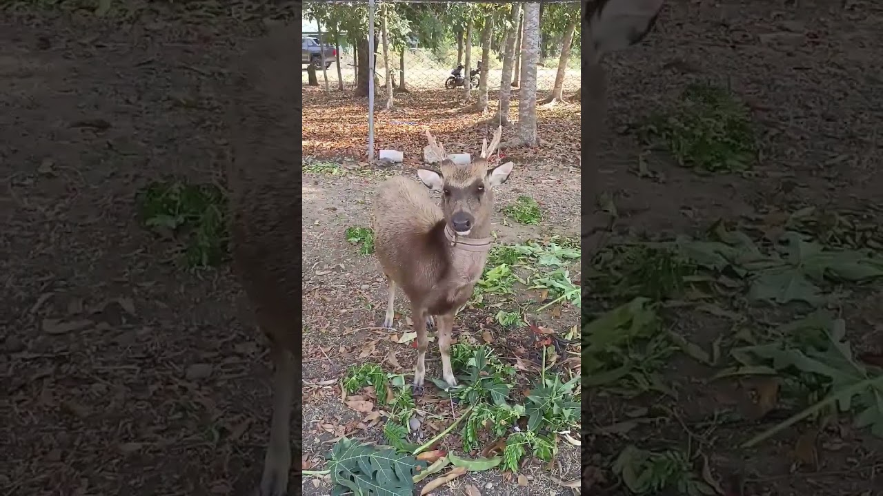 Philippine Deer in Nueva Ecija Philippines