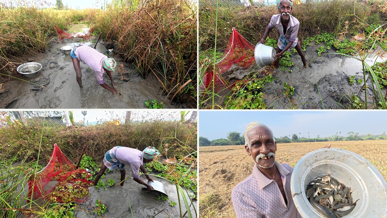 பெரிய அத்தானின் விரால் மீன் வேட்டை / பெரிய அத்தான் வாய்க்காலில் பிடித்த மீன்கள் / FISH  CATCHING ,