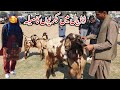 Dadyal azad kashmir main bakriyon ka both bara mela  village life of dadyal