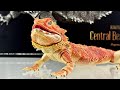 Bandai Ikimono Daizukan Premium “ Dragão-barbudo vermelho “ Pogona Vitticeps Unbox & Review PT-BR
