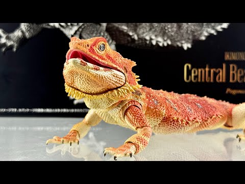 Bandai Ikimono Daizukan Premium “ Dragão-barbudo vermelho “ Pogona Vitticeps Unbox & Review PT-BR
