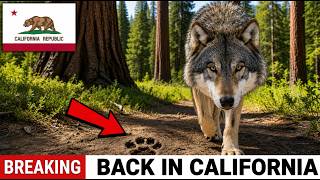 11 Wild Wolves Walked Back Into California — What the Cameras Caught Was Impossible