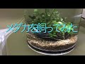 メダカを飼ってみた