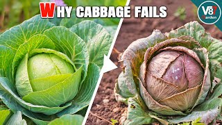 Why My Cabbage Failed to Grow | Common Mistakes & How to Fix Them