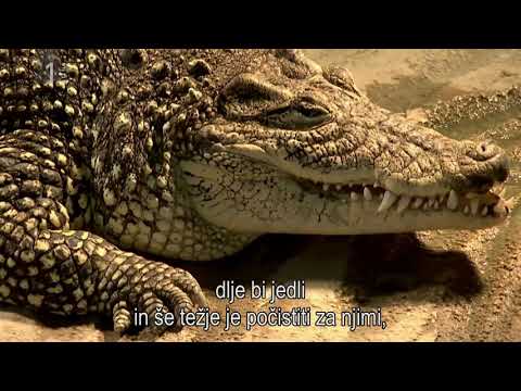 Firbcologi: krokodil