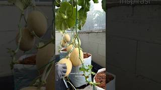Melon sweetnet hidroponik fertigasi tetes #asmr #hidroponik #melonindonesia Melon sweetnet hidroponik fertigasi tetes #asmr #hidroponik #melonindonesia