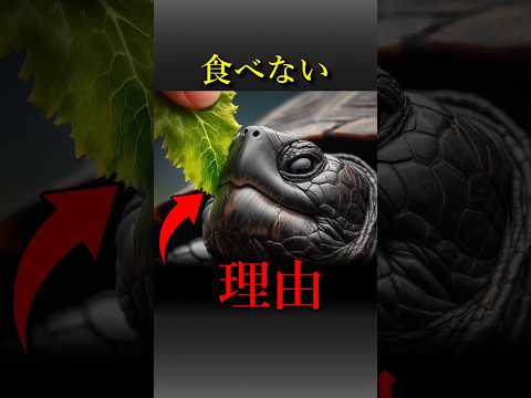 カメが餌を食べない理由 Shorts