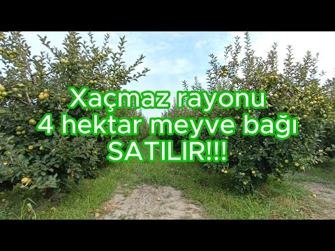 Video: Gavalı Ağacı Məhsulu - Gavalıları Necə və Nə Zaman Yığırsınız