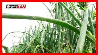 Ukuria wa gitunguru kia biacara, Endarasha-Nyeri #MugamboWaMurimi Part 1