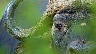 World Dangeroust Animals & Ghost