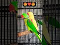 yellow Ringneck Parrots| Green Ringneck Parrots| Raw RingNeck Parrot #viral #parrot #rawparrot