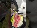 豚肉と白菜のミルフィーユ鍋つくったら爆食してくれました!