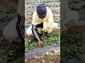 Yummy strawberry  interview a farmer manzor husain jutt