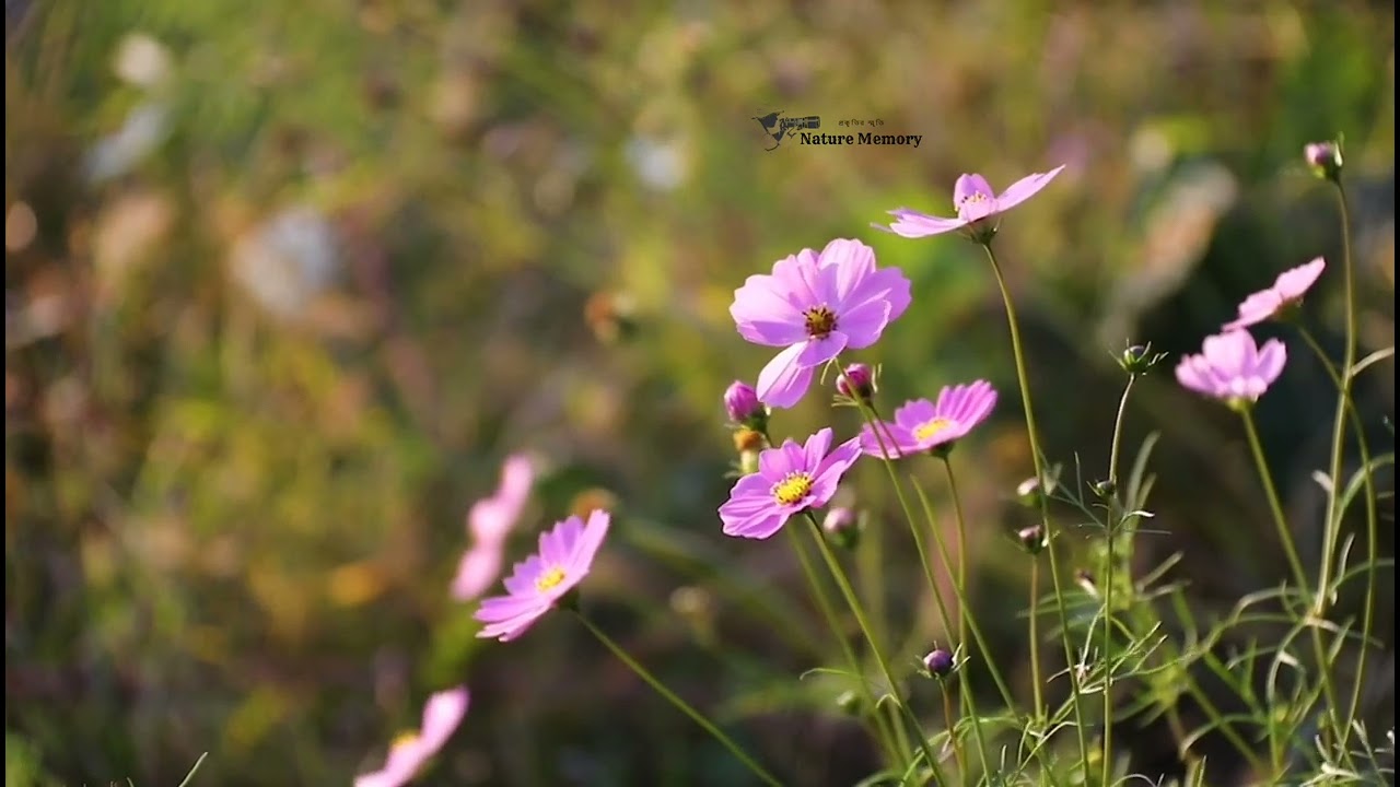 nature Memory beautiful flowers photography 
