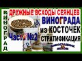 🍇 КАК ВЫРАСТИТЬ ВИНОГРАД ИЗ КОСТОЧЕК У СЕБЯ ДОМА. КАКИЕ БРАТЬ СЕМЕНА, КАК ПРОВЕРИТЬ, СТРАТИФИКАЦИЯ.