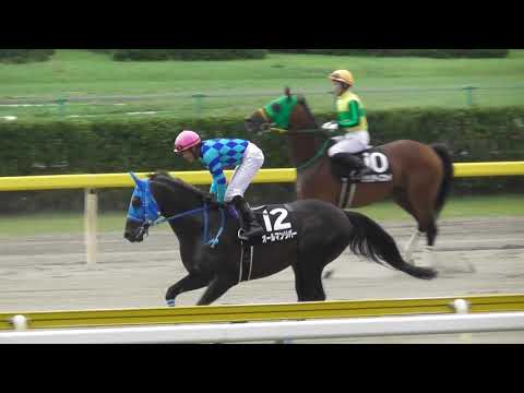 2018 ＢＳＮ賞 本馬場入場 現地映像 サルサディオーネ