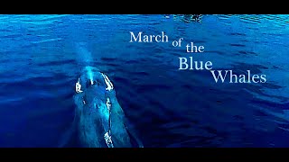 March of the Blue Whales