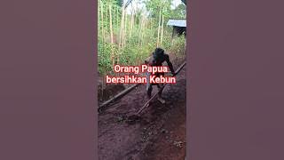 Orang Papua bersihkan Kebun