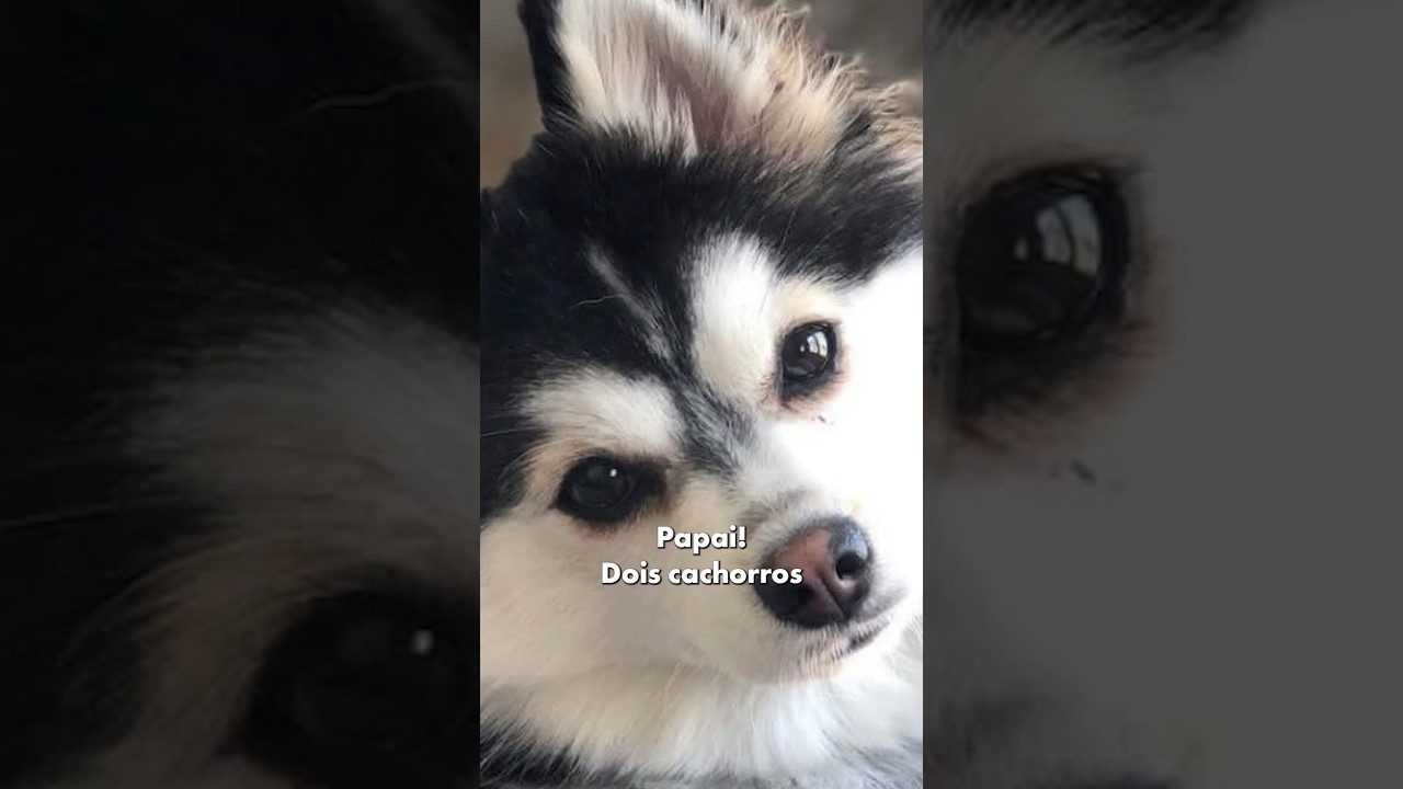 POMSKY, QUE RA&Ccedil;A &Eacute; ESSA? #shorts