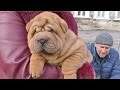 СУПЕР ЩЕНОК ШАРПЕЙ. Amazing shar pei puppy. Одесса.