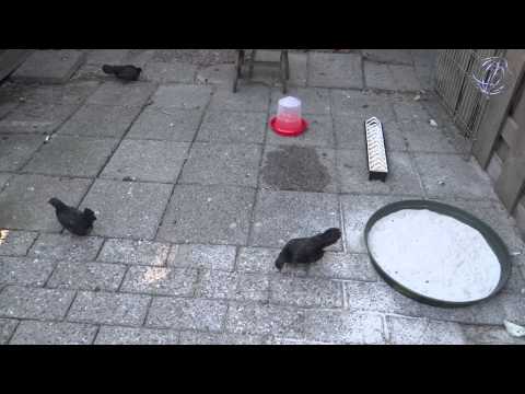 Kippen/Chicken Time Lapse!