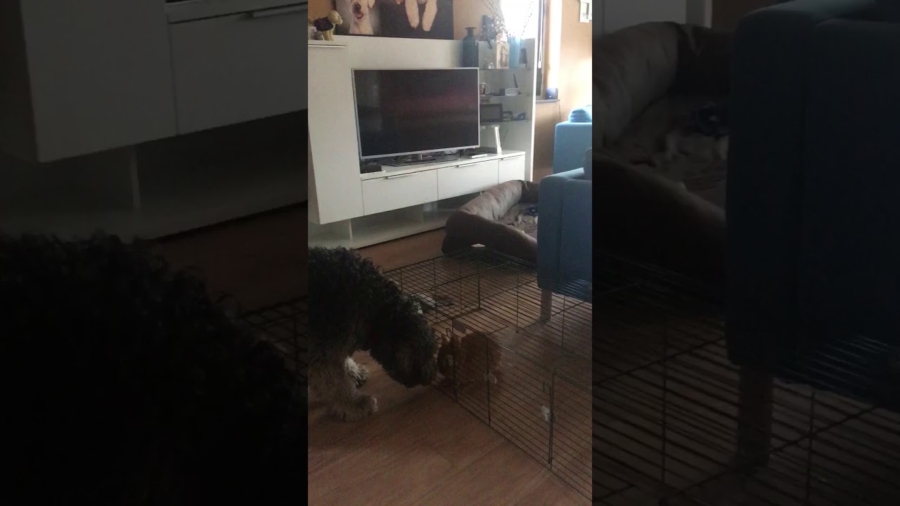 Roger heeft een onderonsje met Simba❤️