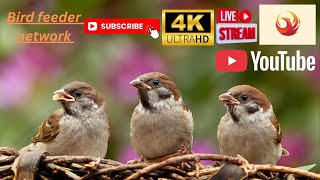 🔴Live stream🎄 Bird feeder Network near Rotherham🇬🇧 YouTube Live in 4k UHD🕊️